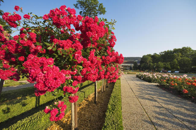© Lammerhuber, GG Tourismus der Stadtgemeinde Baden Zauberhafte Rosentage