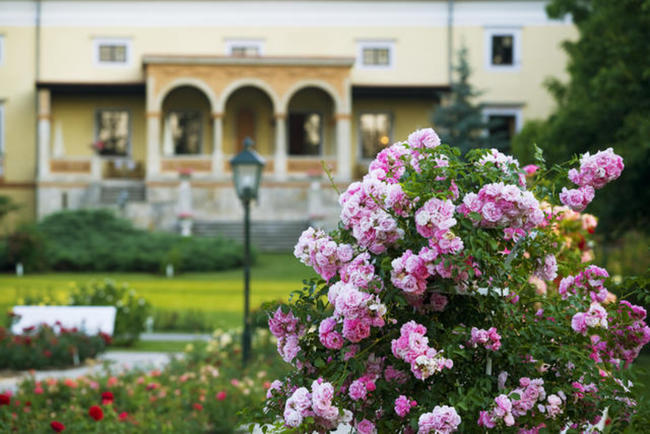 © Lammerhuber, GG Tourismus der Stadtgemeinde Baden Zauberhafte Rosentage
