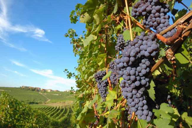 © rcaucino - fotolia.com Wine Package in Lower Austria
