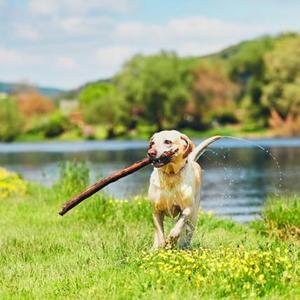 Bild: © fotolia - chalabala Urlaub mit Hund im Bergresort Seefeld **** Superior