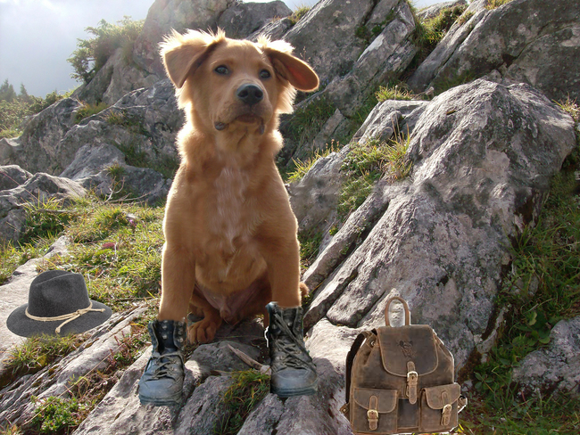 © Alps Residence Urlaub mit Hund im Feriendorf Hohentauern