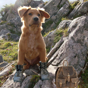 Bild: © Alps Residence Urlaub mit Hund im Feriendorf Hohentauern