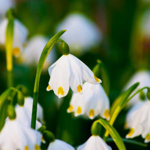 Kép: © Suzesizu - fotolia.com Ostern im A-ROSA Kitzbühel *****