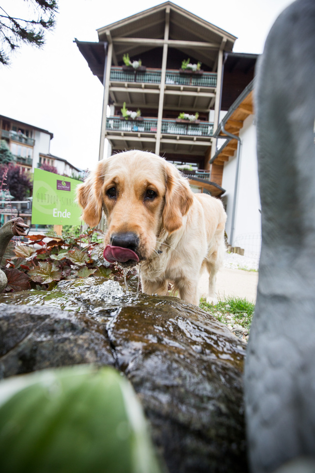 Urlaub mit Hund im Ortners ESCHENHOF - Alpine Slowness ****