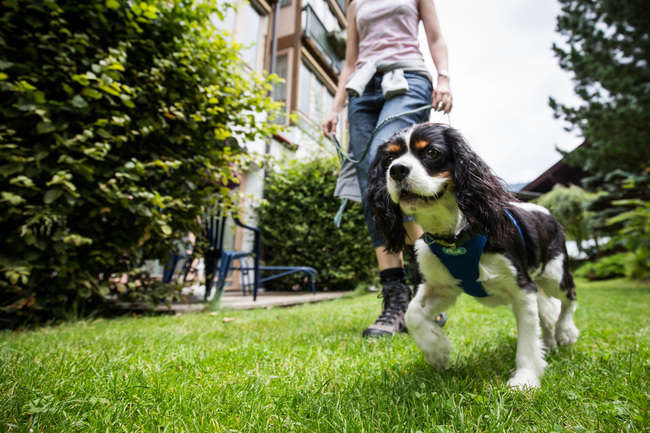 Urlaub mit Hund im Ortners ESCHENHOF - Alpine Slowness ****